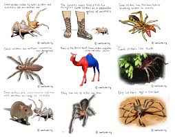 A camel spider are not excellent jumpers but can crawl and. The Camel Spider Album On Imgur