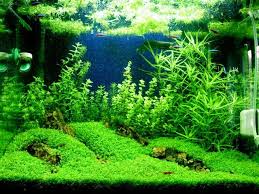 Aquascape Murah Goruntuler Ile Akvaryumlar Akvaryum