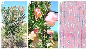 Image result for Polystachya mildbraedii