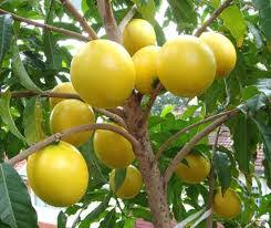 Orang yang ingin selalu tampil sehat bugar. Pertanian Dan Kehidupan Pokok Buah Buahan