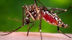 In 1906, transmission by the aedes mosquitoes was confirmed, and in 1907 dengue was the second disease (after yellow fever) that was shown to be caused by a virus.50 further investigations by john burton cleland and. Dengue Cases Nearly Triple Moh Insists There S No Outbreak Loop News