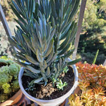 Image result for tbn:HNtrRnQBmFuaxM::www.bluechopsticks.com/img_large/800CC_0805S1015.jpg