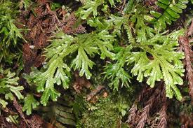 Image result for Scleria delicatula