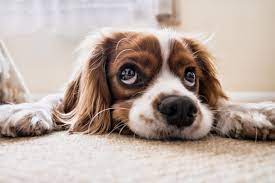 Why Do Dogs Have Whiskers Over Their Eyes Dog Discoveries