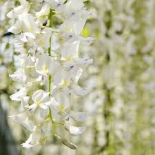 We did not find results for: Vit Kinesisk Blaregn Wisteria Sinenis Alba