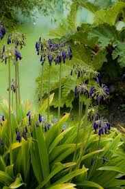 Image result for Agapanthus inapertus