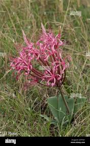 Image result for Ammocharis tinneana
