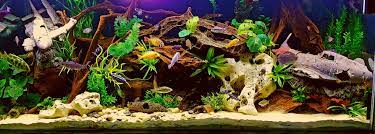 20 gallon tank setup ideas we mentioned briefly before how important it is to match fish together so that you can create the ideal environment. Most Beautiful Freshwater Tanks All Time