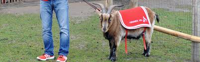 Ujah statt geißbock nun känguru! Koln Reporter Hennes Viii Vom 1 Fc Koln Meckern Fur Die Liga