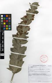 Image result for Rhynchosia mannii