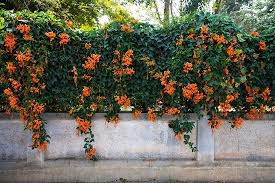 Some gardeners are even afraid of them—too invasive, too much maintenance. 19 Flowering Vines For Shade Shade Loving Vines Balcony Garden Web
