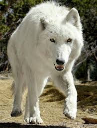 La peur chez le chien et là la peur chez le chien loup. Epingle Par T K Sur Wolves Chien Loup Blanc Chien Loup Loup Garou