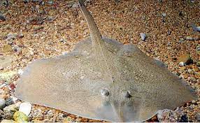 Der bekannteste rajide ist der nagelrochen ( raja clavata ), der an den europäischen küsten vom schwarzen meer bis zur barentssee lebt. Wie Meeresschutzer Fischeier Auf Mallorca Retten