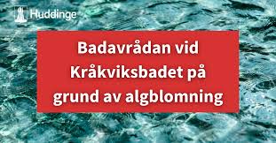 Normalt blommar planktonalger nära vattenytan eftersom det är ljusast där. Facebook