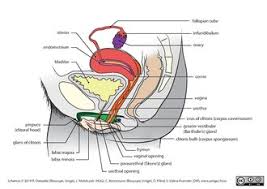 Vulva – Wikipedia