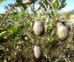 Image result for Parinari capensis