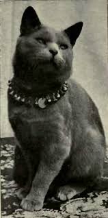 While not overly affectionate, the british shorthair tends to get along just fine with everyone. British Shorthair Wikipedia