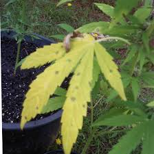 If you choose to add additional. Help Yellow Leaves Necrotic Spots Cannabis Cultivation Growery Message Board