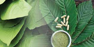 Kratom Vs Kava Learn The Difference The Recovery Village Palm Beach At Baptist Health