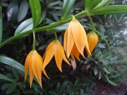 Image result for Littonia modesta