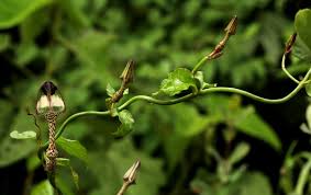 Image result for Ceropegia simplex