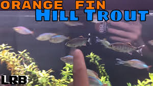Barilius ardens is a fish in genus barilius of the family cyprinidae. Species Profile Orange Fin Hill Trout Aka Barilius Ardens Youtube