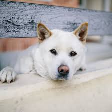 Even though each species has its own distinct looks and characteristics. Korean Jindo Dog Full Profile History And Care