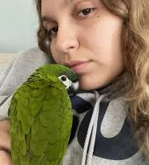 Anybody lost a parrot? This little guy sitting in Kapiolani Park.