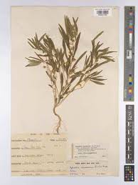 Image result for Afrohybanthus enneaspermus