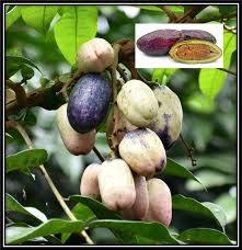 Image result for Landolphia villosa