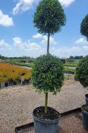 Image result for Eugenia