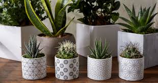 Houseplants improve the air quality in your home by cleaning the toxins from the air. The Best Plants Flowers For Your Bathroom Bouqs Blog