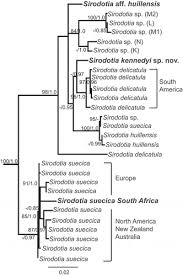 Image result for Harveya huillensis