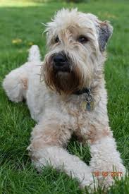 As an amazon associate, we may receive a small commission from qualifying purchases but at no extra cost to you. Soft Coated Wheaten Terrier Dogs In Canada Canadogs