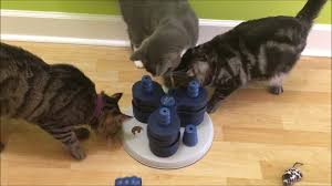 Doc & phoebe's wet food feeder. Wet Food Puzzles Food Puzzles For Cats