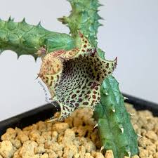 Image result for Huernia leachii