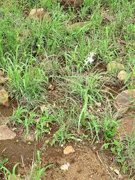 Image result for Chlorophytum galpinii