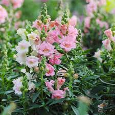 Image result for Osteospermum monocephalum