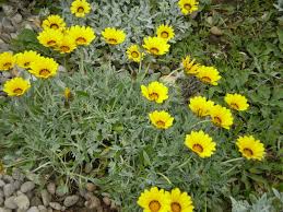 70 likes · 1 was here. Pin On Daisy Family Asteraceae