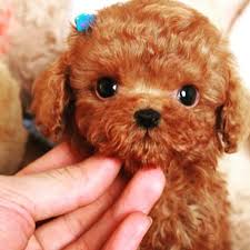 How much do poodle puppies cost. Teacup Poodle Micropoodle 2 5lbs Fully Grown Could Be Yours For More Details Please Call Us Teacup Poodle Puppies Cute Teacup Puppies Cute Dogs And Puppies