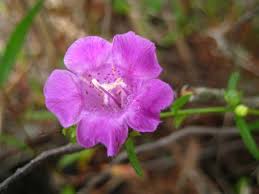 Image result for Micrargeriella