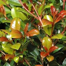 Image result for Syzygium rowlandii