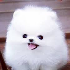 Check spelling or type a new query. Cute Fluffy White Puppy White Fluffy Dog Cute Baby Dogs Puppies