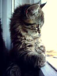 What Are Youuu Looking At Kittens Cutest Pets Cute Animals