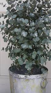 Pin On Shades Of Eucalyptus