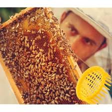 Pissente Queen Bee Rearing Box, 6 Pcs Cell Uganda