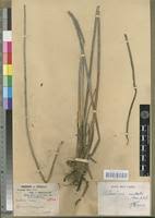 Image result for Eleocharis mutata