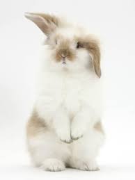 Young Fluffy Rabbit Standing Up Photographic Print By Mark Taylor Animals Bunny Rabbit Cuteanimals Cutene Cute Animals Cute Baby Bunnies Cute Baby Animals