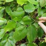 Image result for Crudia