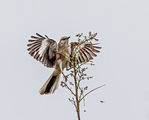 Figure out the mockingbird — The Safina Center